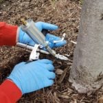 wedgle direct tree injection