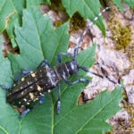 bug-that-kill-trees