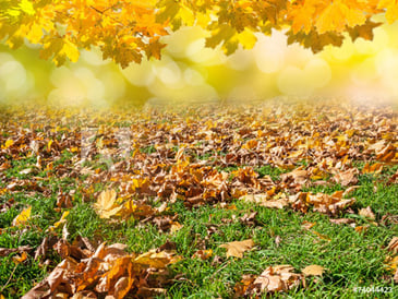 Fall Tree Care