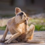 flea and tick control