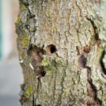tree infested by the Asian longhorn beetle