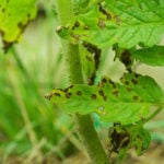 leaf-spot-fungus