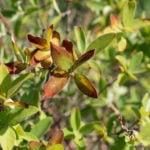 scorch on tree leaves