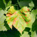 anthracnose disease