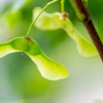 types of trees in Michigan