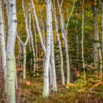 types-of-trees-in-Michigan
