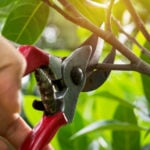 what is tree pruning