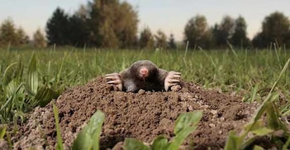 How to get rid of moles in yard