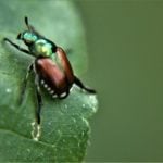 bugs-that-kill-trees