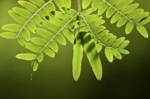 Locust tree diseases
