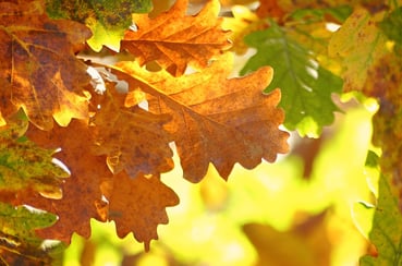 Oak tree diseases