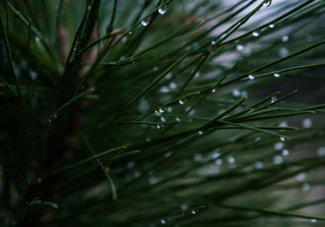 Pine needle scales
