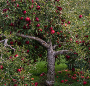 Fruit Tree with Apples