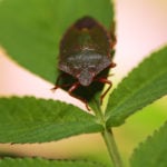 bugs-that-kill-trees
