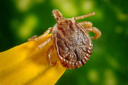 Ticks in Michigan 2019