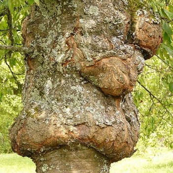Tree diseases in michigan