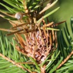 blue spruce tree