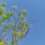 canopy dieback