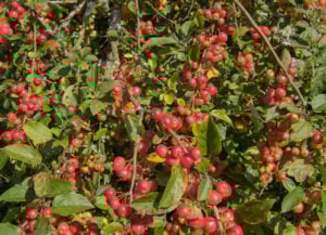 crabapple tree