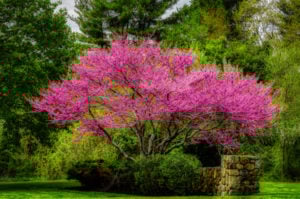 eastern redbud tree