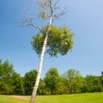 tree leaning