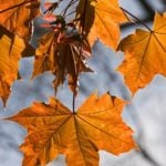 leaves good for grass