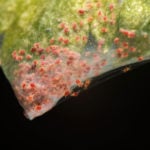  spruce tree diseases in Michigan