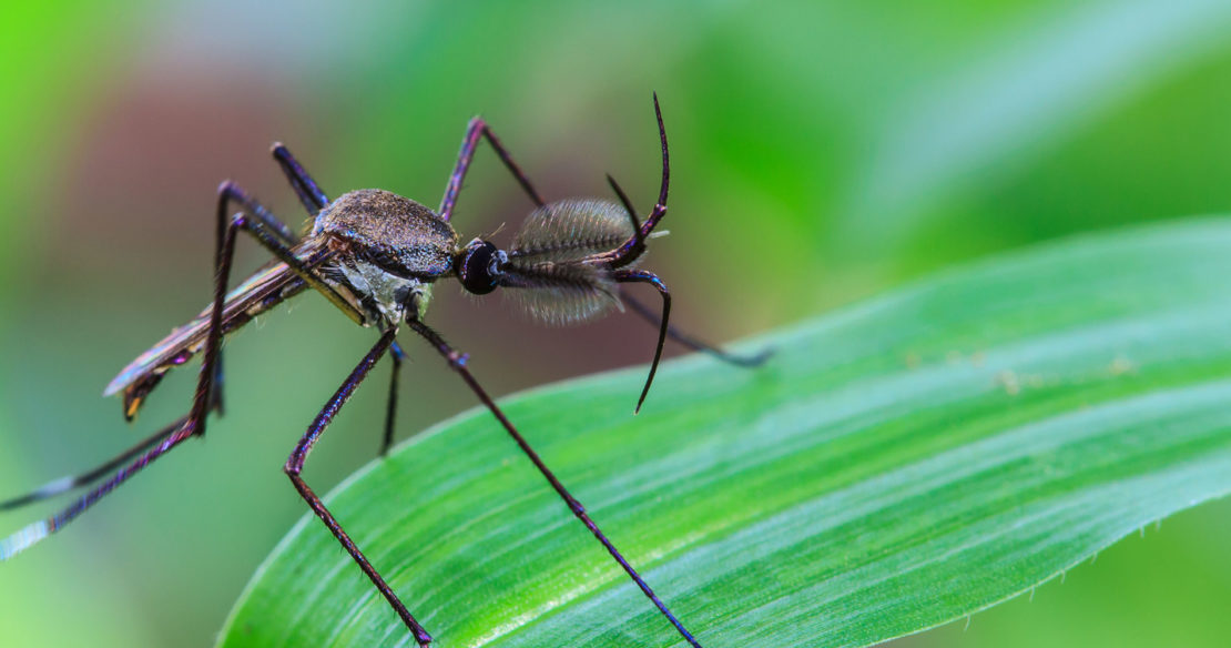 Mosquito Control Service