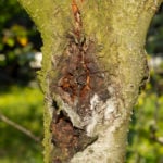stressed tree