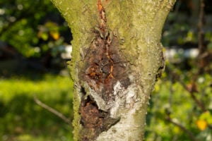 stressed tree