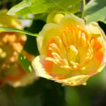 types of trees in Michigan