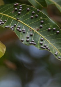 anthracnose leaf tree disease
