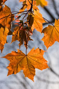 maple tree diseases