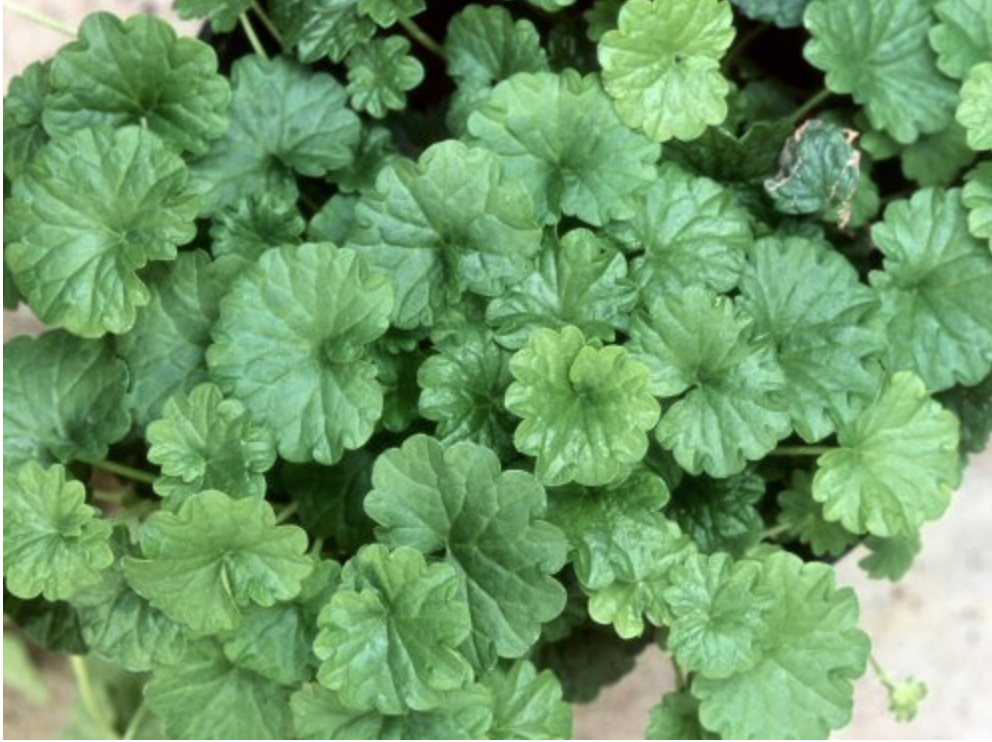 Say Goodbye to Creeping Charlie: Fall Weed Control Strategies