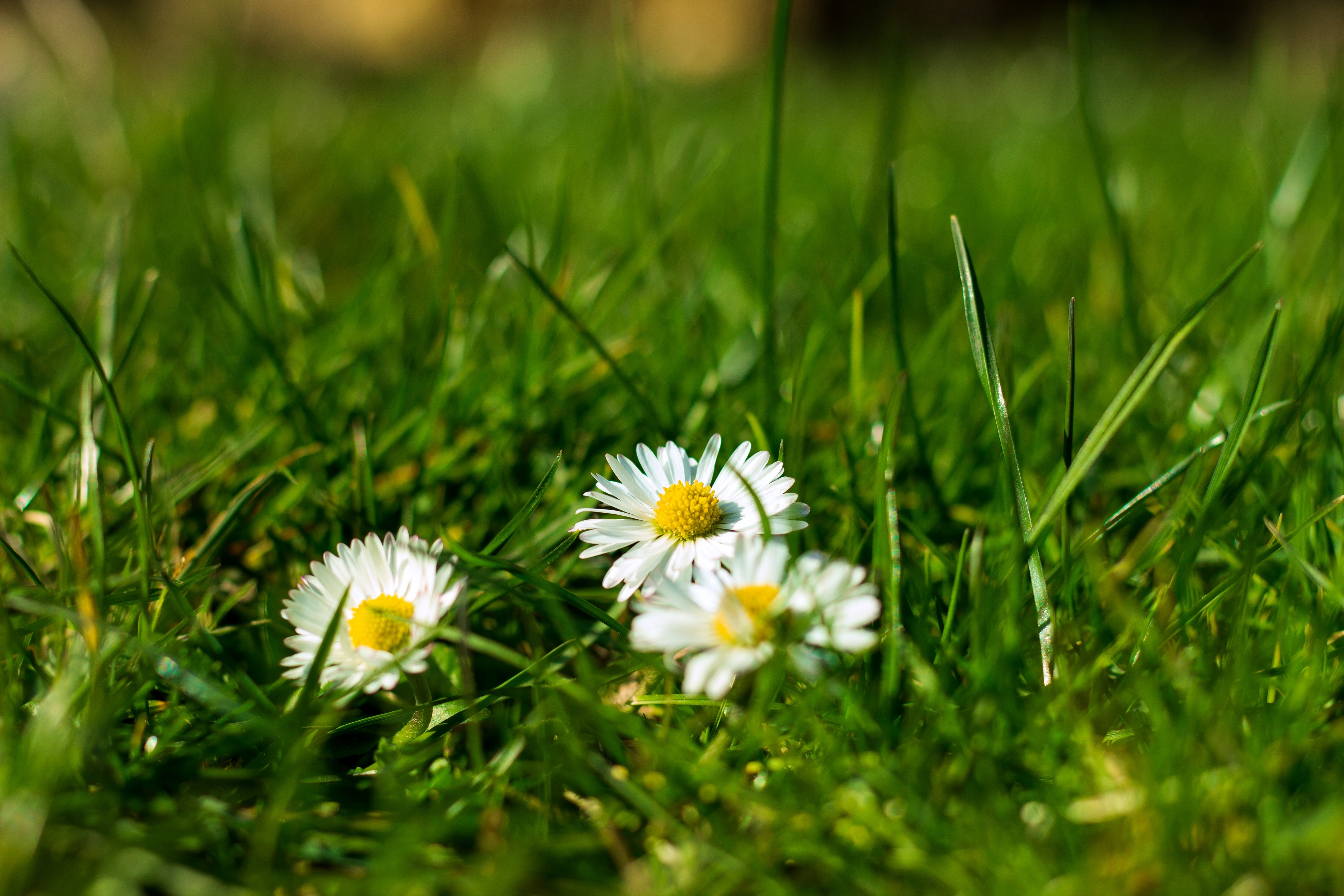 Home - Lush Lawn